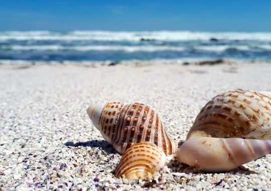 How to Celebrate National Seashell Day on Sanibel Island, Florida