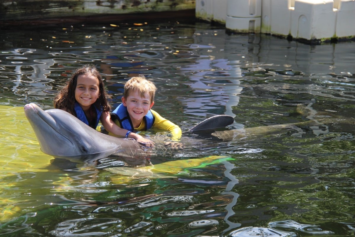 dolphin tours longboat key