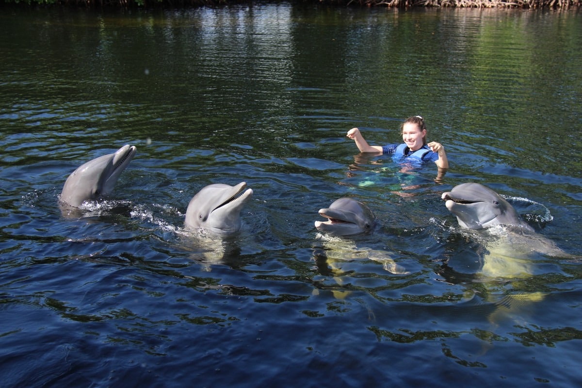 dolphin tours longboat key