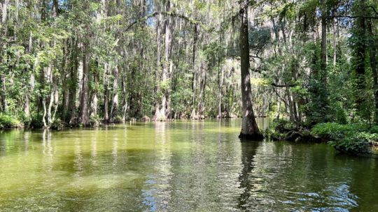 Premier Boat Tours Of Mount Dora