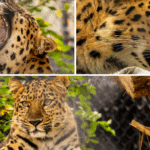 Central Florida Zoo & Botanical Gardens Unveils Expanded Amur Leopard Habitat