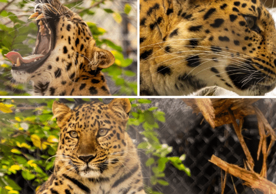 Central Florida Zoo & Botanical Gardens Unveils Expanded Amur Leopard Habitat